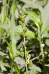 Blunt broom sedge